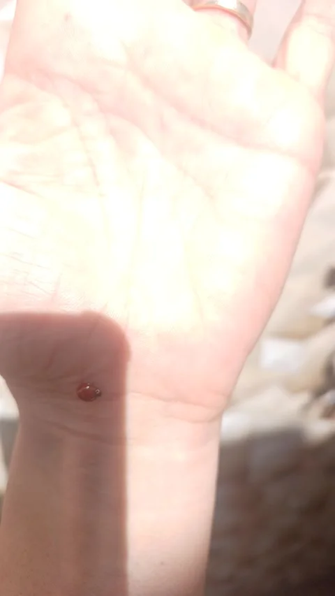 Red ladybug Stock Footage 303828118