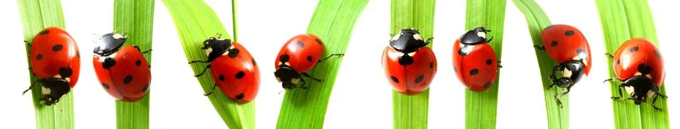 Red ladybug on grass Stock Photos