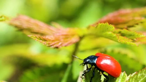 Red ladybug on grass stem fly from on leave to another Stock Footage 129798315