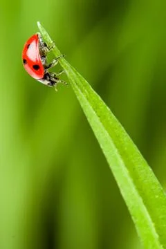 Red ladybug on green grass Foto stock