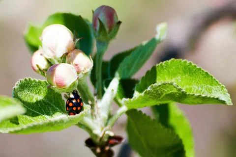 Red ladybug on a green leaf of an apple tree Stock Photos