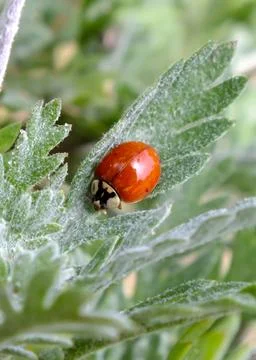 Red ladybug on a green leaf, Close up of a ladybug with green blurred background Stock Photos