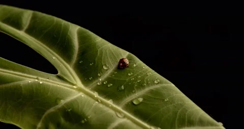 A red ladybug on a green leaf. Stock Footage 226233245