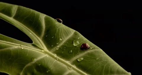 A red ladybug on a green leaf. Stock Footage 226233938