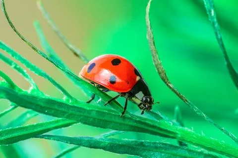 Red ladybug on a green leaf in the grass, close-up blurred Stock Photos