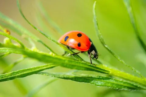 Red ladybug on a green leaf in the grass, close-up blurred Stock Photos