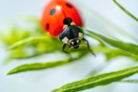 Red ladybug on a green leaf in the grass, close-up blurred Stock Photos