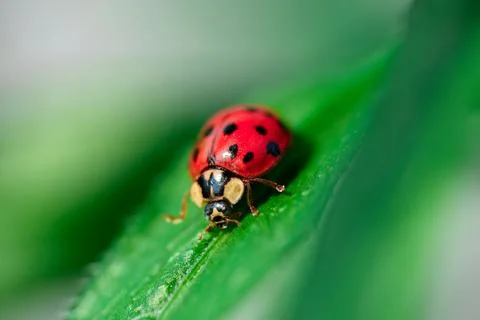 Red ladybug on a green leaf in the grass, close-up blurred Stock Photos