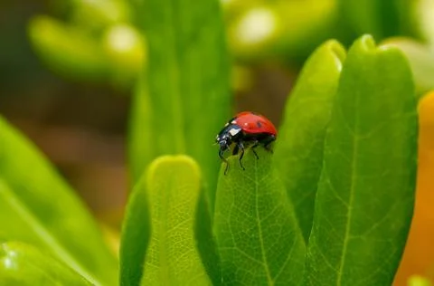 Red ladybug on a green leaf in the grass, close-up blurred Stock Photos