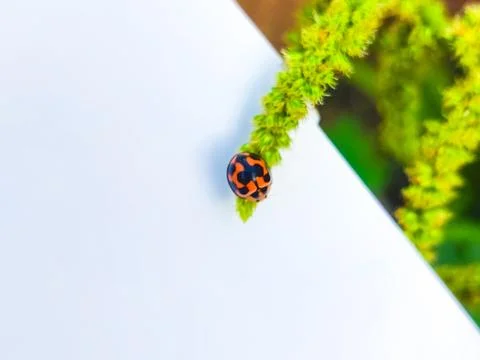 Red ladybug on green leaf isolated on white background Stock Photos