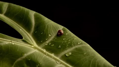 A red ladybug on a green leaf. Macro ladybug shot. 6K shooting. Stock Footage 245441216