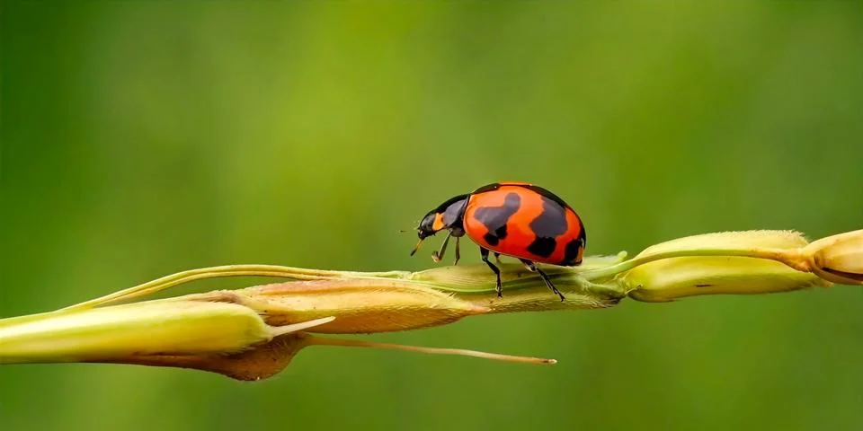 Red Ladybug on Green Leaf Macro Photography Photos