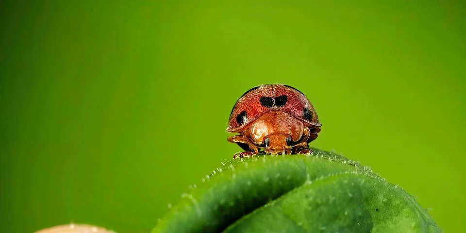 Red Ladybug on Green Leaf Macro Photography Photos
