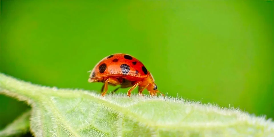 Red Ladybug on Green Leaf Macro Photography Foto stock