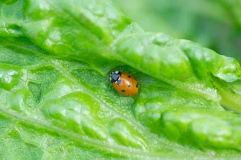 Red ladybug on a green leaf Фото