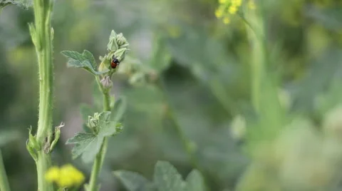 Red ladybug on a green plant, close up, shallow DOF Video stock 54800995