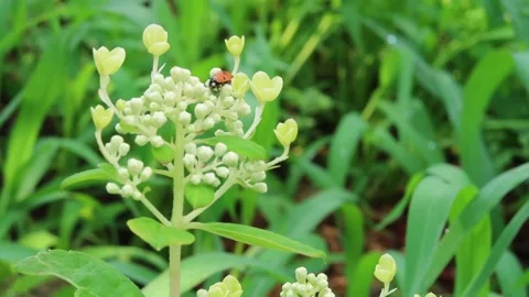 Red ladybug on hydrangea branch with white flowers and buds. Stock-Footage 229254731