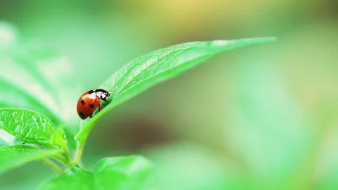 Red Ladybug Insect On Green Leaf Macro Stock Footage 81480626