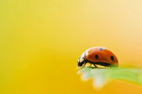 Red Ladybug Insect On Green Leaf Macro Stock Photos