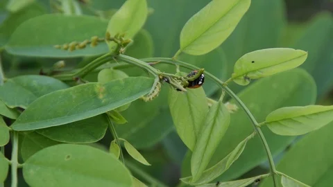 Red ladybug on a leaf of a young locust tree Stock Footage 91174758