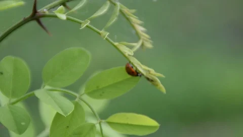 Red ladybug on a leaf of a young locust tree Stock Footage 91178339