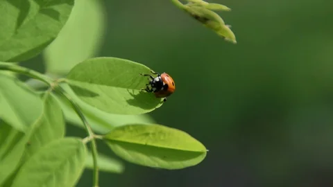 Red ladybug on a leaf of a young locust tree Stock Footage 91178553