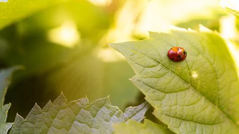 Red ladybug on leave in the forest. Stock Photos