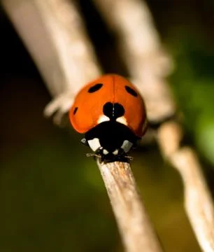 Red ladybug macro Foto stock