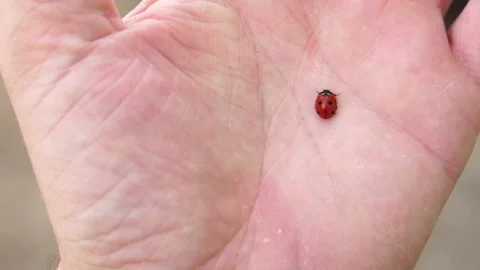Red ladybug on a man's hand. Slow motion Stock Footage 89761658