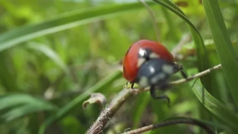 Red ladybug moves among the green grass Video stock 241826548