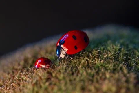 A red ladybug is on a patch of green moss 스톡 사진