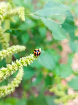 Red ladybug perched on amaranth bloom Stock Photos