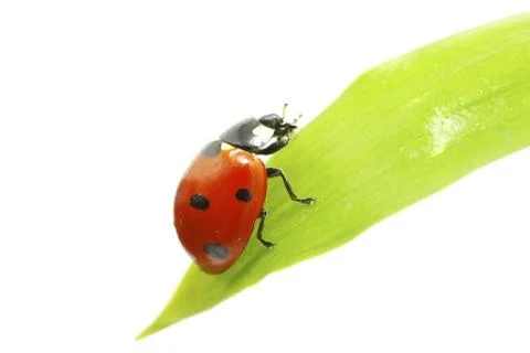 Red ladybug Stock Photos