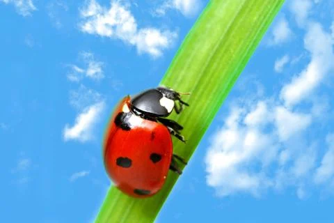Red ladybug Stock Photos