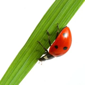 Red ladybug Stock Photos