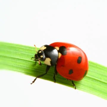 Red ladybug Stock Photos