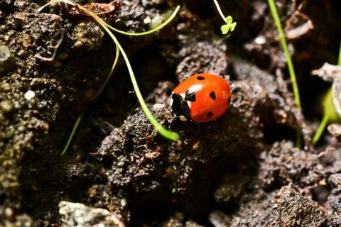 Red ladybug 写真素材