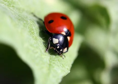 Red Ladybug Stock Photos