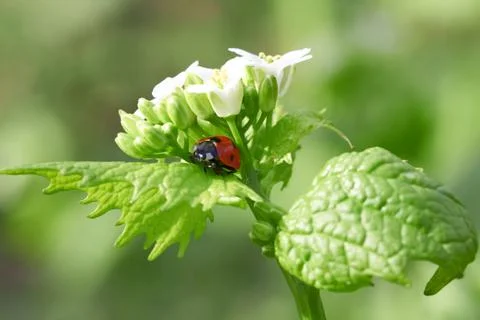 Red ladybug Stock Photos