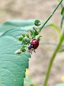 Red ladybug Stock Photos