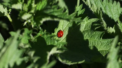 Red ladybug resting on green stinging nettle leaves in bright sunlight during Stock Footage 332597238