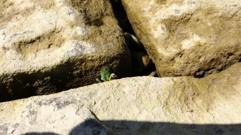 Red ladybug is on a rock Video stock 304675095