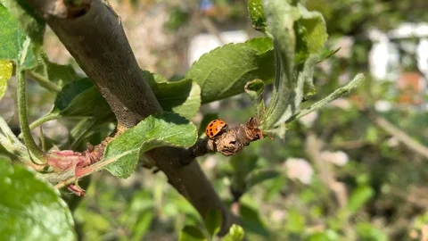 Red Ladybug runs over a branch on an apple tree Stock Footage 107522735