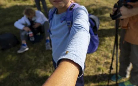 A red ladybug sits on the hand of young girl. Small hiker Ladybird close up Stock Photos