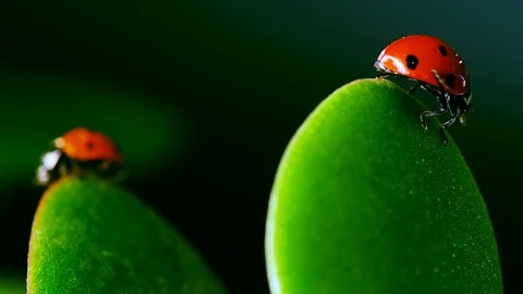 Red ladybug sitting on blade of grass against nature background, macro Stock Footage 129532421