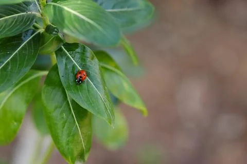 Red ladybug sitting on a green leaf Stock Photos
