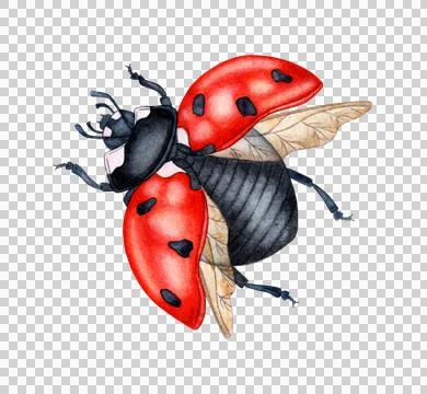 Red ladybug spreads its wings watercolor Stock Illustration