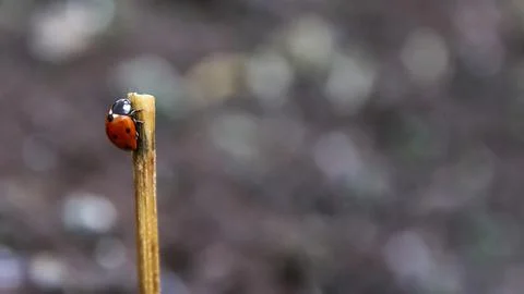 A red ladybug on a stick Stock Photos