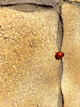 Red ladybug on stone slabs Stock Photos