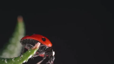 Red Ladybug on Succulent Plant. Video stock 307263833